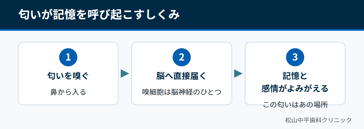 匂いが嗅細胞から脳に届き、感情や記憶を呼び起こす流れを示した図