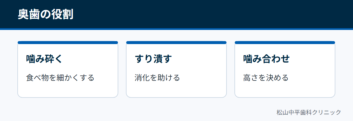 奥歯が食べ物を噛み砕き、すり潰し、噛み合わせの高さを決める役割を担っていることを示した図