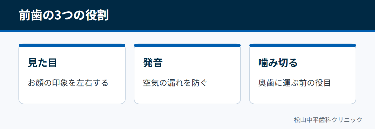 前歯が見た目の印象、発音、食べ物を噛み切るという3つの役割を担っていることを示した図